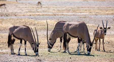 Manada de oryxes sudafricanos que comen pacíficamente hierba en pastos áridos del desierto. Animales salvajes en medio natural ..