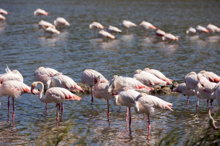 Cluster of greater pinkish-white flamingos gathered near serene water source on summer day. Photo capturing splendid birds in natural habitat..