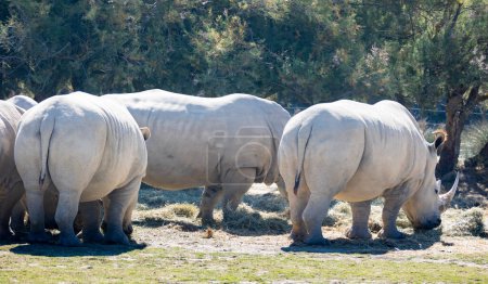 Small group of adult white rhinoceros grazing in glade on sunny day. African wild animals