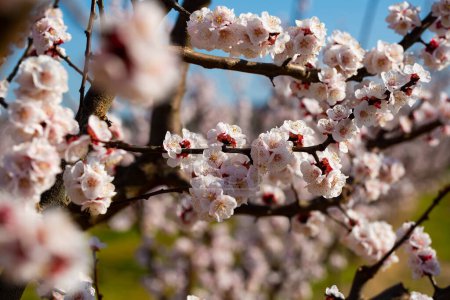 Beautiful blooming apricot trees in spring garden. High quality photo