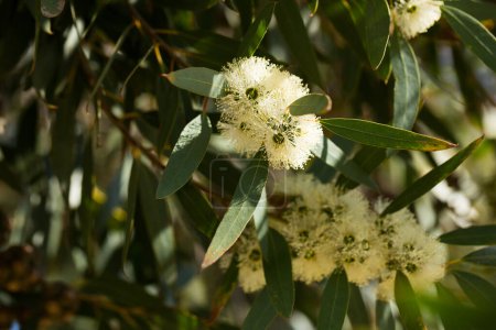 Nahaufnahme zarter weißer Eukalyptusblüten während der Frühjahrsblüte in natürlichem Lebensraum