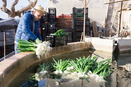Porträt eines Bauern, der frisch geerntete grüne Zwiebeln auf einem kleinen Gemüsehof wäscht