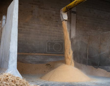 Process of preparing feed for livestock on animal farm. Crushed corn germ meal poured from grinder pipe into storage shed