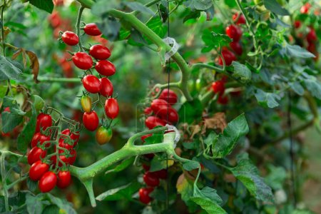 Tomates rouges biologiques mûrissant sur des buissons en serre. Culture de cultivars de légumes industriels..