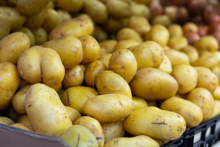 Großaufnahme von frischen gelben Bio-Kartoffeln auf der Theke des Bauernmarktes zum Verkauf. Reiche Ernte. Gesundes Bio-Produkt..