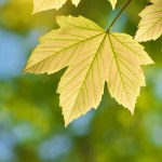 Green spring leaf of maple tree and beautiful bokeh background. Composition of nature.