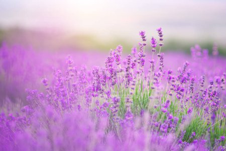 Photo for Lavender flowers closeup. Composition of nature. - Royalty Free Image