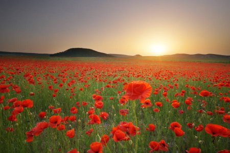 Spring meadow of poppies. Sunset nature landscape composition.
