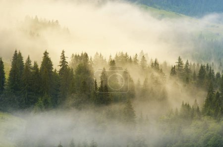 Karpaten-Bergwald bei Sonnenaufgang am frühen Morgen. Schöne Naturlandschaft.