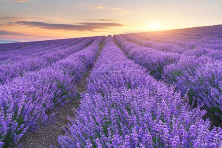 Photo for Meadow of lavender at sunset. Nature landscape composition. - Royalty Free Image