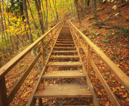 Foto de Escaleras en bosque otoñal. Escena de naturaleza. - Imagen libre de derechos