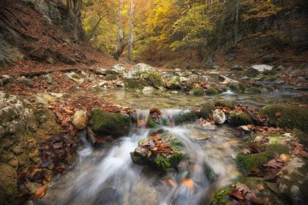Foto de Bosque otoñal y caudal fluvial. Composición de la naturaleza
. - Imagen libre de derechos