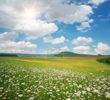 Spring camomile flower meadow at day. Nature landscape composition.