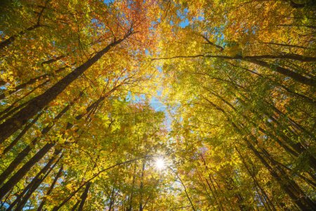 Foto de En el bosque de otoño. Composición natural. - Imagen libre de derechos
