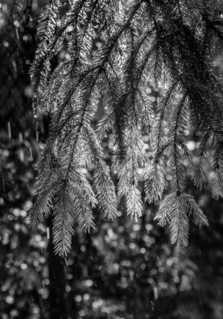 Photo for Fir tree with shining water drops after summer rain. Natural background. Moisture. Monochrome image. Selective focus. - Royalty Free Image