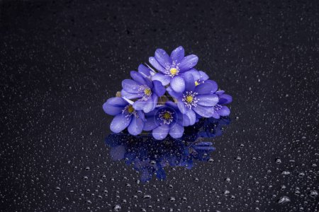 Photo for Hepatica nobilis flowers, on a black background with water drops. Gentle still life. - Royalty Free Image