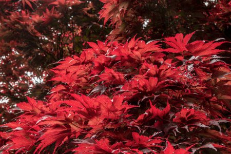 Photo for Beautiful leaves of the red Japanese maple or Acer japonicum on a sunny day. Nature and botany. - Royalty Free Image