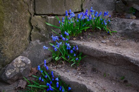 Scilla siberica blooming on the steps of a ruined monastery. Close-up..Scilla siberica, the Siberian squill or wood squill, is a species of flowering plant in the family Asparagaceae. 