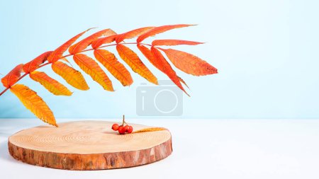 Foto de Podio de madera sobre fondo azul con bayas de rowan de otoño. Escaparate, promoción venta, presentación, cosmética. Composición otoñal - Imagen libre de derechos