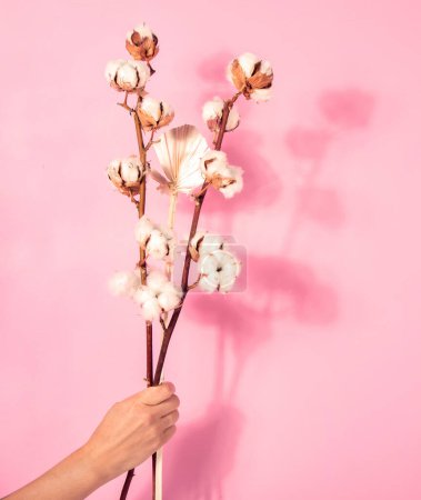 Téléchargez les photos : Branche avec des fleurs de coton sur fond rose. Main féminine tenant composition florale avec des fleurs de coton. - en image libre de droit