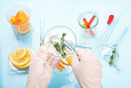Photo for Laboratory glassware with plants and citrus fruits. top view - Royalty Free Image
