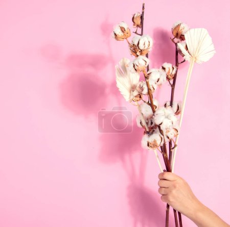 Foto de Rama con flores de algodón sobre fondo rosa. Composición floral de mano femenina con flores de algodón. - Imagen libre de derechos