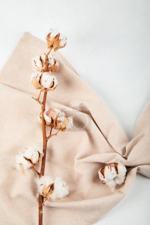 Foto de Rama de flores de algodón seco, servilleta de lino beige vista superior sobre fondo beige con espacio para copiar. Plantilla de marca, colores neutros. - Imagen libre de derechos