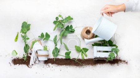 Téléchargez les photos : Green pea composition with garden tools on light background. Raw healthy snack. Top view, flat lay, copy space. - en image libre de droit