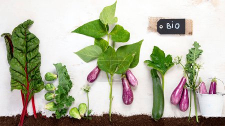 Foto de Vegetables growing in compost including zucchini, salad, eggplant and brusseles sprouts on a white background. Top view. - Imagen libre de derechos