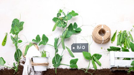 Photo for Green pea composition with garden tools on light background. Raw healthy snack. Top view, flat lay, copy space. - Royalty Free Image