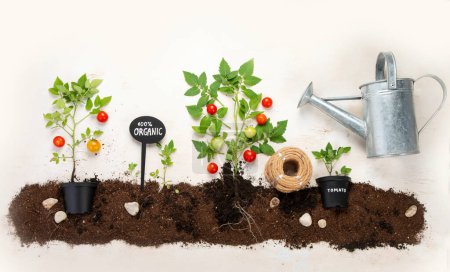 Foto de Gardening composition with tomato on neutral background. Organic vegetables, berries and garden tools. Top view, copy space - Imagen libre de derechos