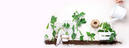 Téléchargez les photos : Green pea composition with garden tools on light background. Raw healthy snack. Top view, flat lay, copy space. - en image libre de droit
