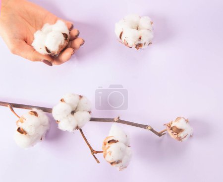 Foto de Flat lay beautiful cotton branch on violet background, top view, copy space. Delicate white cotton flowers. Light color cotton background. Cotton production. - Imagen libre de derechos