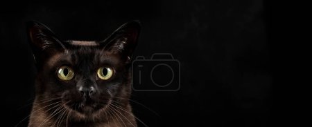 Téléchargez les photos : Chat noir sur fond noir, espace de copie - en image libre de droit