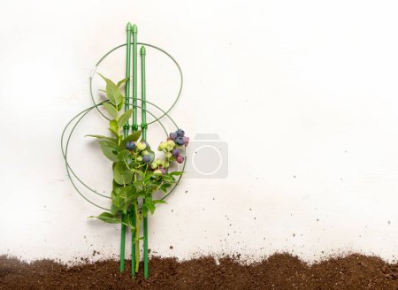 Photo for Gardening composition with fresh blueberry on neutral background. Organic berries and garden tools. Top view, copy space - Royalty Free Image