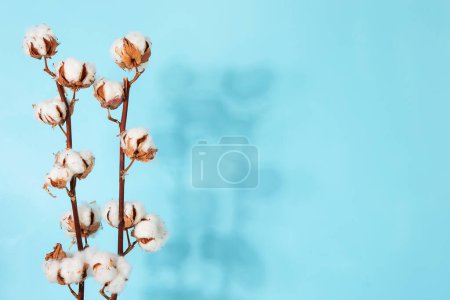 Foto de Flat lay beautiful cotton branch on blue background, top view, copy space. Delicate white cotton flowers. Light color cotton background. Cotton production. - Imagen libre de derechos