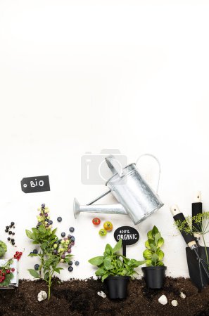 Téléchargez les photos : Fruits crus, baies, légumes composition avec outils de jardin sur fond clair - en image libre de droit