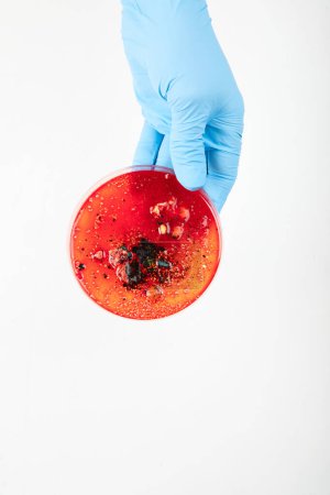Foto de Mano en guante azul sosteniendo placa de Petri con bacteria. Microbiología sience. Vista superior. - Imagen libre de derechos