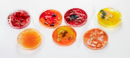 Foto de Antecedentes con placa de Petri laboratorio. Ciencias de la microbiología. Copiar espacio. - Imagen libre de derechos