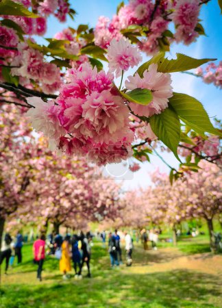 "TV Asahi "Avenida Cherry Blossom en Berlín, Alemania. Parte de la antigua franja del Muro de Berlín entre el distrito de Lichterfelde y Teltow. La avenida de flores de cerezo más larga de Berlín y Brandeburgo