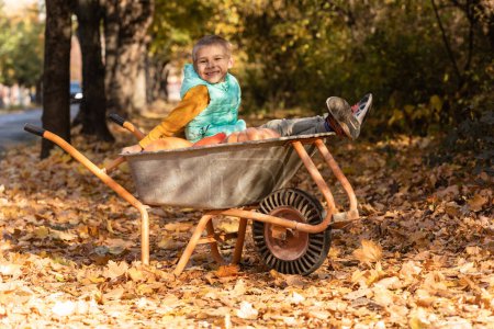 Photo for Boy has fun in the wheelbarrow with pumpkins, thenksgiving season - Royalty Free Image