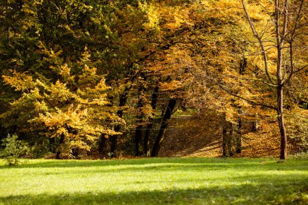 Foto de Parque forestal de otoño y hierba verde. Escena de la naturaleza en un día soleado - Imagen libre de derechos