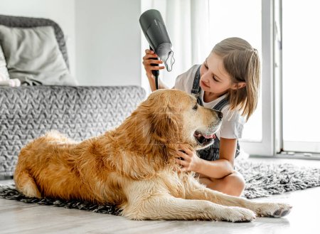 Preteen girl dries golden retriever dog wet hair with dryer after shower on floor. Pretty child kid cares about pet labrador friend indoors after bath