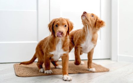 Un par de cachorros toller de pie en la alfombra de la puerta en casa