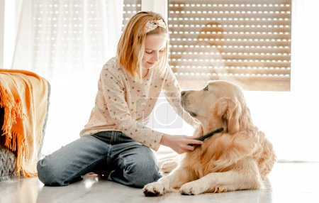 Photo for Preteen girl brushes golden retriever dog wet hair after shower and cleaning procedures at home. Pretty child kid with pet labrador friend indoors - Royalty Free Image