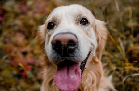 Téléchargez les photos : Golden retriever chien reposant dans l'herbe à l'extérieur. Chien de race labrador animal de compagnie couché dans la nature avec tonque out - en image libre de droit