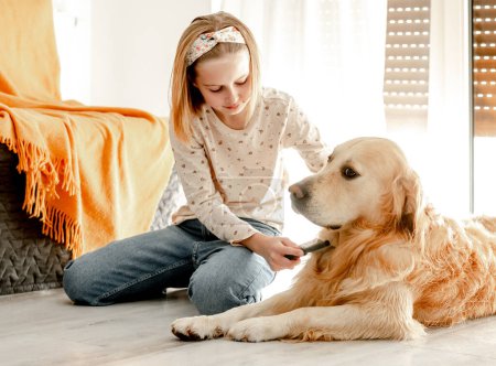 Preteen girl brushes golden retriever dog wet hair after shower and cleaning procedures at home. Pretty child kid with pet labrador friend indoors