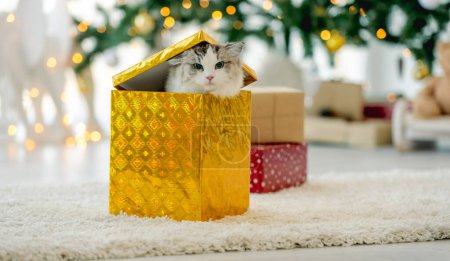 Téléchargez les photos : Ragdoll chat en période de Noël assis à l'intérieur boîte-cadeau dans la chambre avec arbre décoré et regardant dehors. Animaux de compagnie félin pur dans la célébration du Nouvel An - en image libre de droit