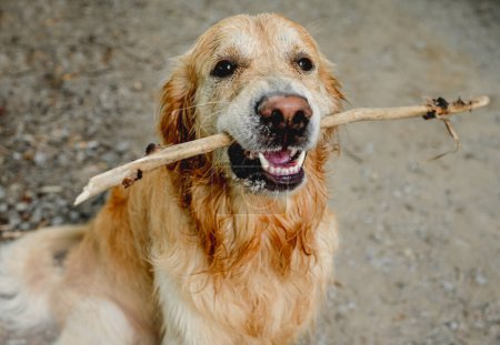 Téléchargez les photos : Mignon chien golden retriever courir avec bâton dans la bouche à l'extérieur - en image libre de droit