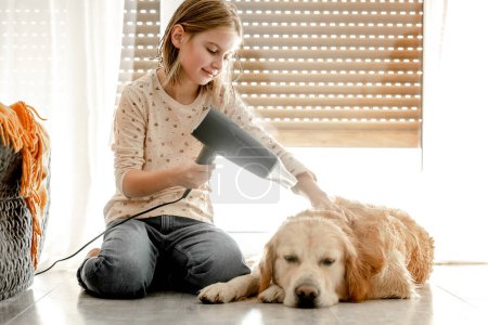Photo for Preteen girl dries golden retriever dog wet hair with dryer after shower on floor. Pretty child kid cares about pet labrador friend indoors after bath - Royalty Free Image